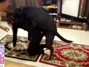 True asian dog party