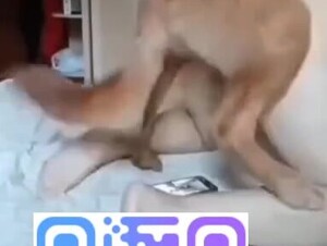 Asian bbw love play dog