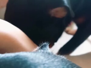 dog lick pussy