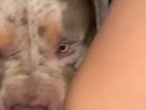 Bad Dog licking girl