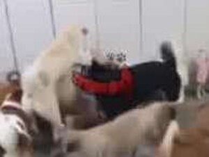 Dona de casa com cachorro