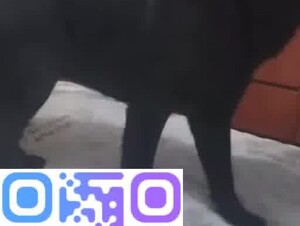 Big black dog looking for mom'pussy