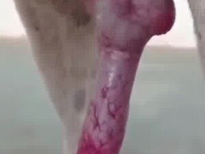 Aman YT dog sex videos in india