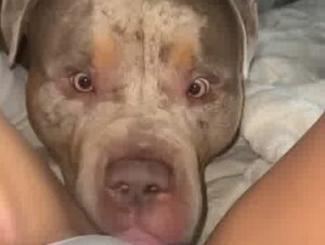 My big Dog licking my pussy
