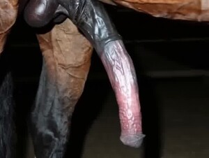 Tiktok girl cleans horsecock