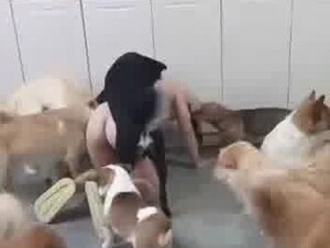 DOg take turns one by one