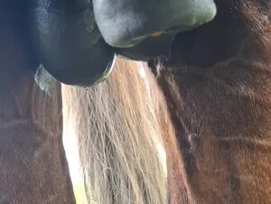 Horse cock getting erected