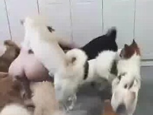 Chinese happy family 1