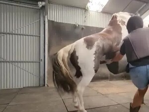 collectingfromastallion