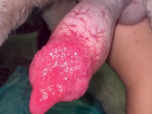 Throbbing dog cock