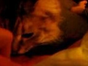 Cat licks pussy 11