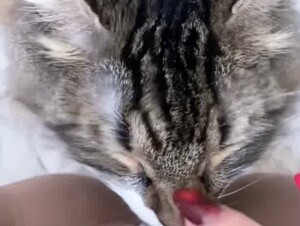 Cat licks pussy 12