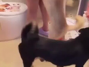 DOg gangbang room 1