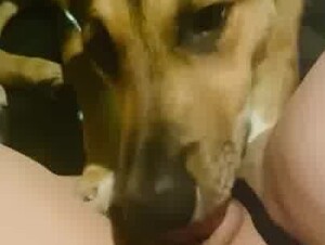 Get your Pussy Max! Good boy! Don't stop, I think you're gonna make me cum!