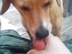 Dog