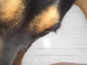 Esposa sendo lambida