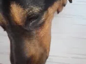 Segunda parte do dog lambendo minha esposa