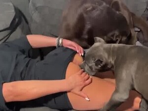 Girl pussy get eaten by 2 massive dogs till she cum