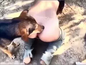 Stray dogs