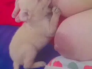 Breastfeeding Puppy 8