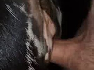 Hot cow pussy