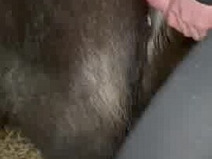 Fucking foal