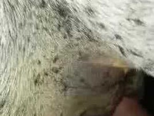 Cow mating