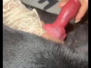 New dog sex videos