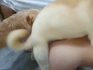 Dog take turns to fuck their Chinese mom