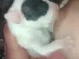 Breastfeeding Puppy 10