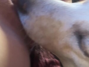 Dog eats pussy