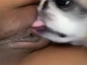 Dog lick teen pussy