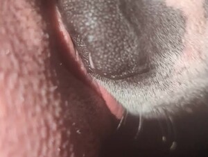 Dog lick