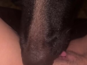 Dog tasting pussy