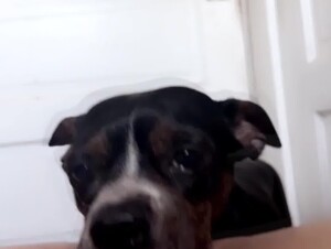 Dog lick