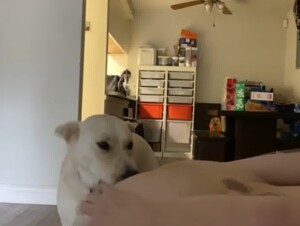 Family Dog Eating Pussy