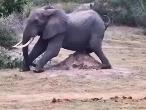 The big guy needs help