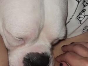 Dog eats pussy