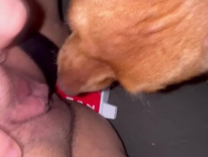 Dog lick