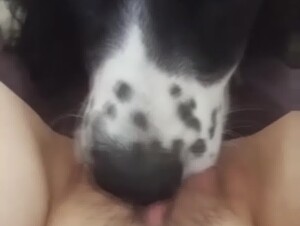 Hungry dog for pussy