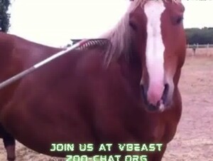 Come suck my horses cock!