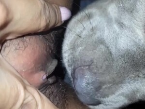 Dog lick