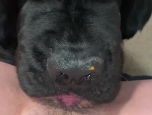 Hungry dog for pussy