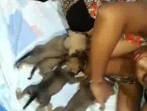 Breastfeeding Puppies 13