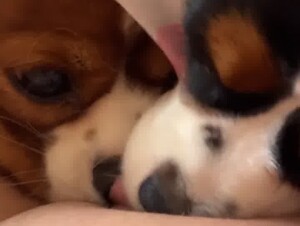 Dogs lick and fight over a woman's clit