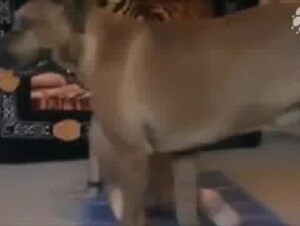 tall dirty blonde fucked by her dog