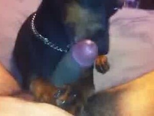 Dog sucking gay penis