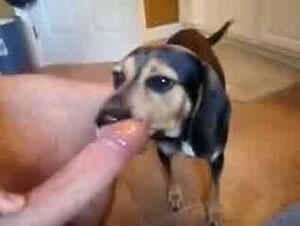 Dog sucking gay cock