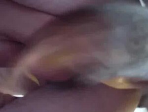 Dog sex anal gay