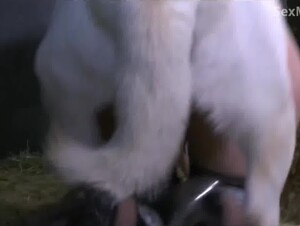 Cachorro tarado fode garota no curral